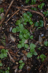 Dysopsis glechomoides