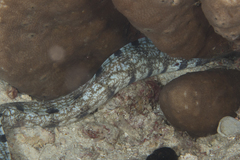 Gymnothorax enigmaticus