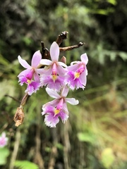 Epidendrum calanthum