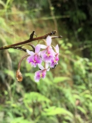 Epidendrum calanthum