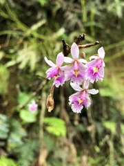 Epidendrum calanthum