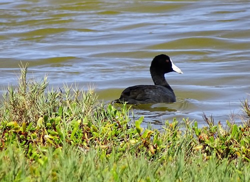 Fulica alai