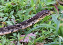 Xenodon rabdocephalus image