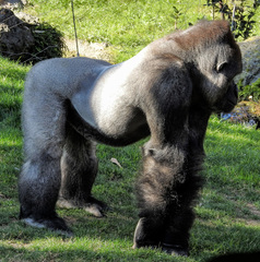 Gorilla gorilla