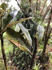 Drimys granadensis