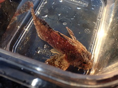 Hemilepidotus spinosus