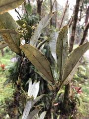 Drimys granadensis