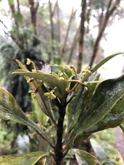 Drimys granadensis