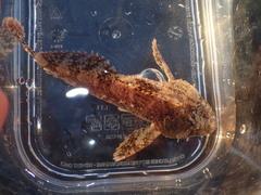 Hemilepidotus spinosus