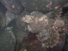 Hemilepidotus spinosus