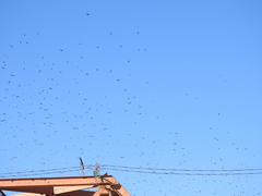 Xanthocephalus xanthocephalus