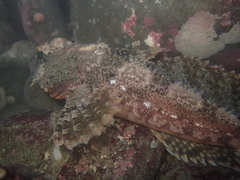 Hemilepidotus spinosus