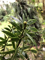 Podocarpus oleifolius