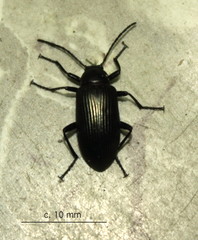 Praeugenini
