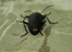 Praeugenini