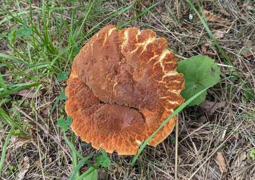 Rugiboletus extremiorientalis