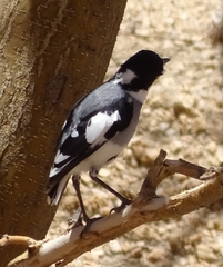 Lanioturdus torquatus