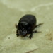 Onthophagus bicavifrons - Photo (c) Christine Sydes, algunos derechos reservados (CC BY-NC)