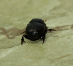 Onthophagus bicavifrons