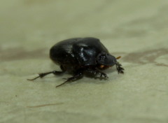 Onthophagus bicavifrons