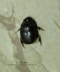 Onthophagus bicavifrons