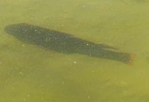 Oreochromis mossambicus