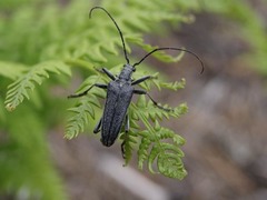 Oxymirus cursor
