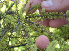 Arceuthobium pusillum