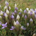 Field Gentian - Photo (c) Fred Inklaar, some rights reserved (CC BY-NC-SA)