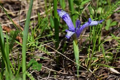 Iris ruthenica