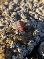 Nucella ostrina