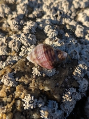 Nucella ostrina