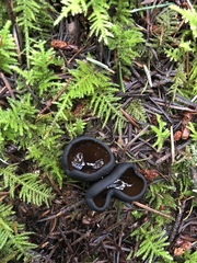 Pseudoplectania nigrella