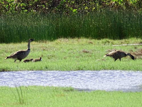 Branta sandvicensis