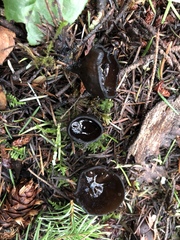 Pseudoplectania nigrella