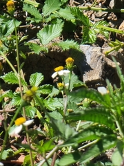 Bidens pilosa image