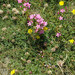 Seaside Centaury - Photo (c) Bas Kers, some rights reserved (CC BY-NC-SA)