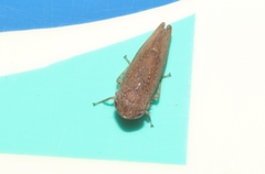 Tartessini