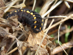 Parnassius mnemosyne