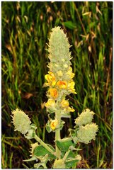 Verbascum ovalifolium