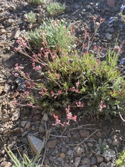 Eriogonum microtheca var. alpinum