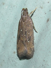 Helcystogramma melantherella