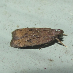 Helcystogramma melantherella