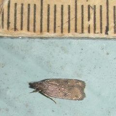 Helcystogramma melantherella
