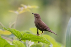 Sichuan Bush Warbler photo 1
