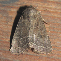 Protorthodes texicana