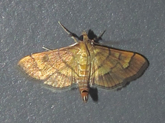 Orphanostigma haemorrhoidalis