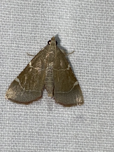 Hypsopygia fulvocilialis