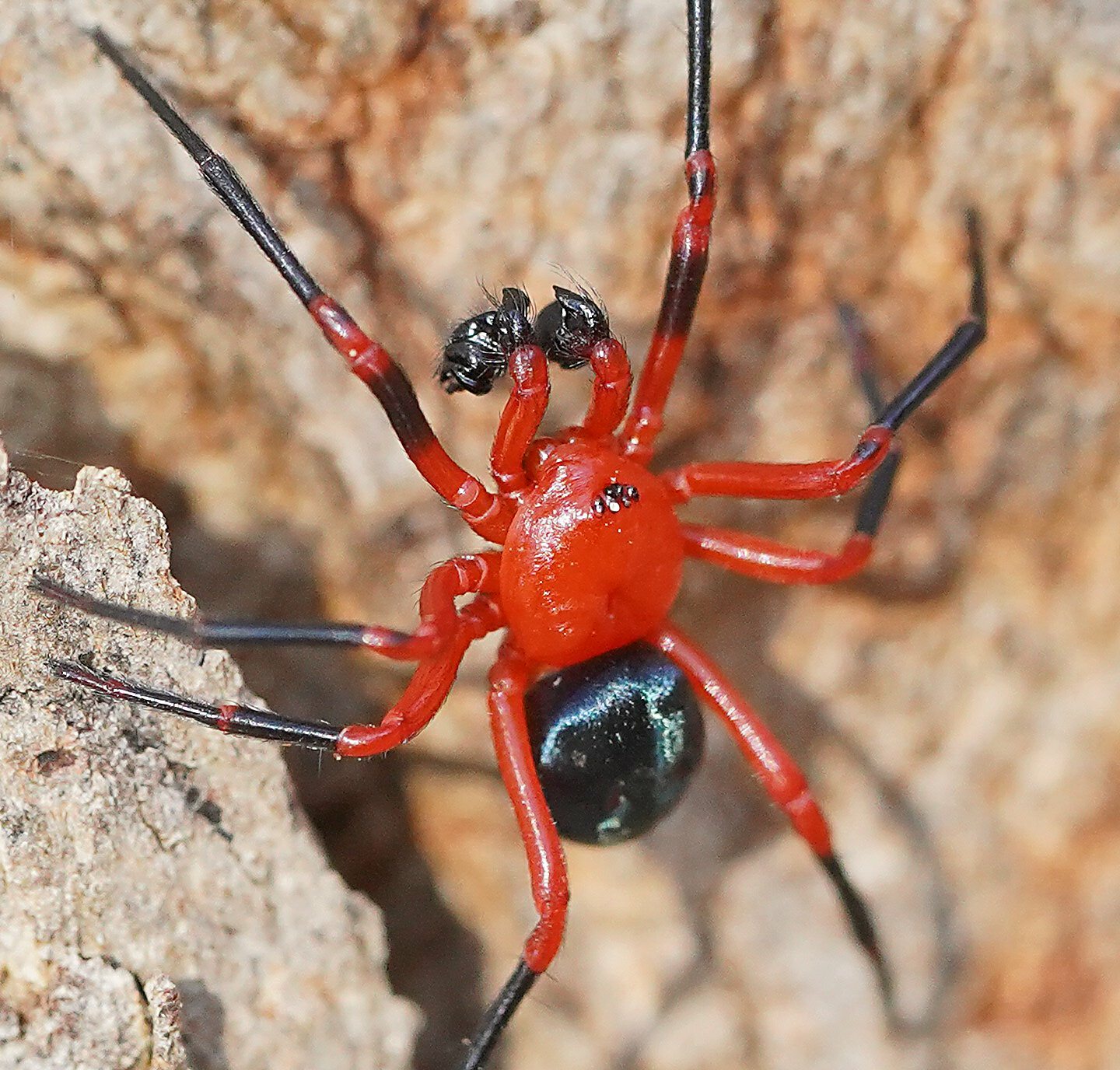 Red-and-black Spiders and Megadictynids (Superfamily Nicodamoidea