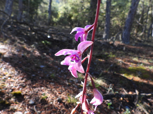 Image of Bletia mexicana by (c) Leticia Jiménez Hernández, some rights reserved (CC BY-SA)